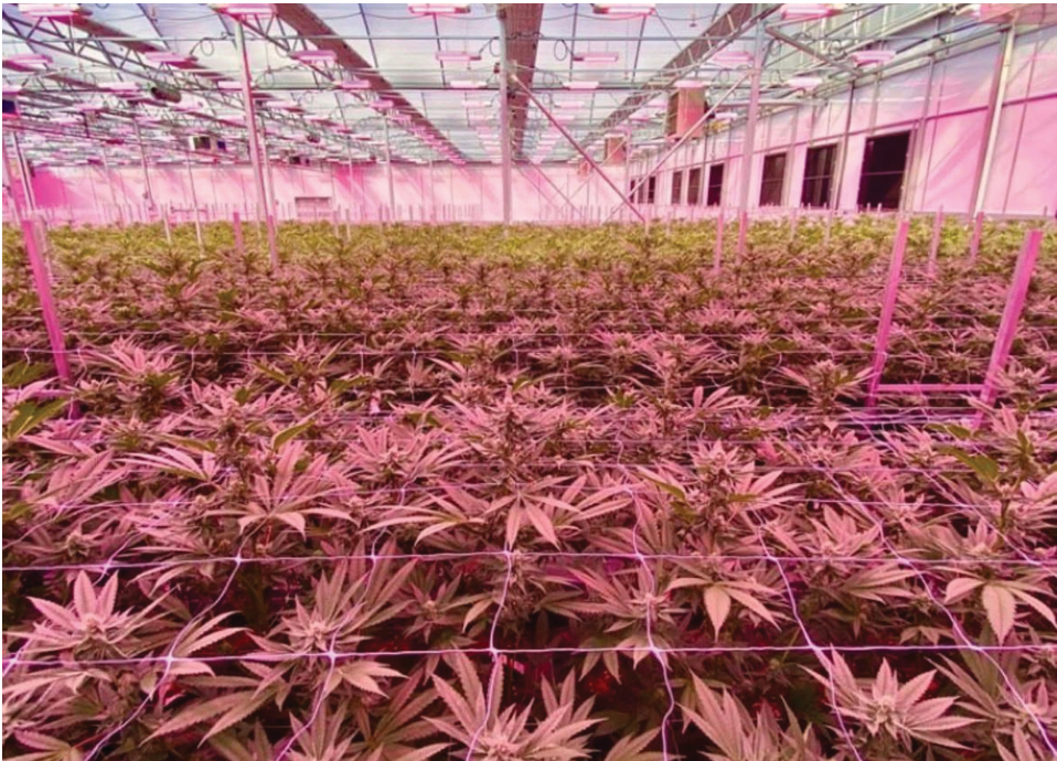 From Genetics to Harvest