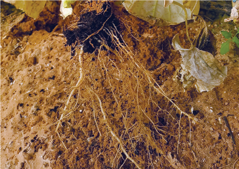 Root Zone Rundown